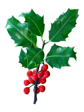 Holly Ilex and berries isolated against black background