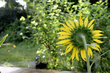 The sunflower view from the back