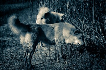 Fototapeta premium wolf in the snow