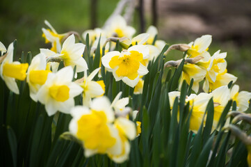 Obraz premium Macro view of beautiful vivid white narcissus flowers with yellow core with pollen on bright sunlight. Blooming first spring flower