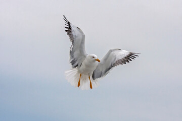 Flying seagull. Lesser Black-backed Gull (Larus fuscus).
