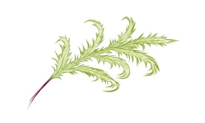 Illustration of Phlebodium Aureum or Golden Serpent Fern Leaf on White Background.
