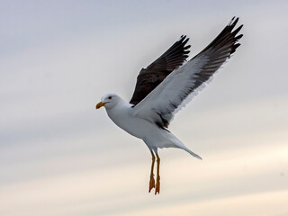 Flying seagull. Lesser Black-backed Gull (Larus fuscus).
