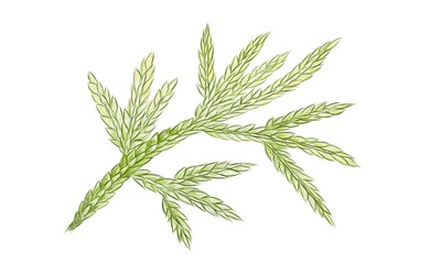 Illustration of Beautiful Fresh Green Selaginella Flabellata Leaves Isolated on A White Background.
