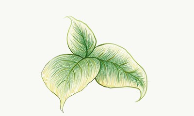 Illustration of Beautiful Fresh Green Leaves Isolated on A White Background.
