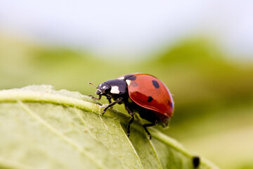 The ladybug crawls on a leaf