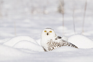 Snowy Owl, a postman from Harry Potter
