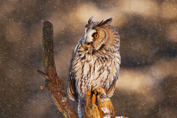 Eared owl owl sitting in a snowstorm on a tree