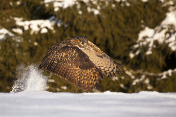 Great eagle owl flying over a snow covered landscape