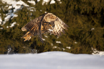 Great eagle owl flying over a snow covered landscape