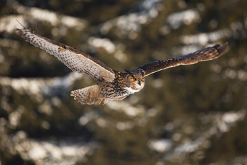 Great eagle owl flying over a snow covered landscape