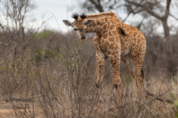 Very young South African African giraffe browsing on the low bushes 