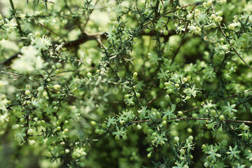 Fresh green leaves in nature