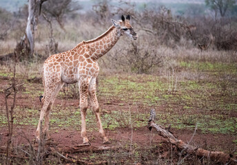 Very young South African Giraffe with umbilical cord still showing moving through an opening in the bush