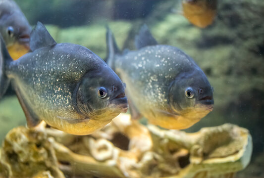 School of predatory piranhas in a freshwater aquarium