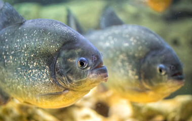 School of predatory piranhas in a freshwater aquarium