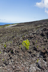 Green vegetation and Indian Ocean on volcanic rocks on Reunion Island