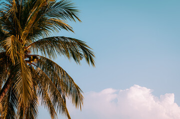 Fototapeta premium palm tree in the sky