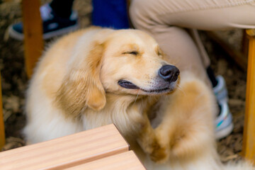 ゴールデンレトリバー 大型犬 golden retriver