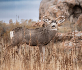 Mule deer Non typical