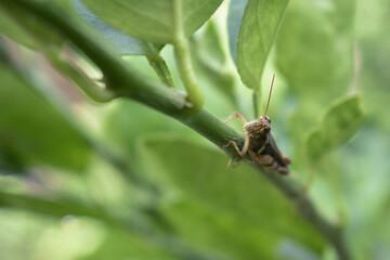 1 locust on a grassy tree