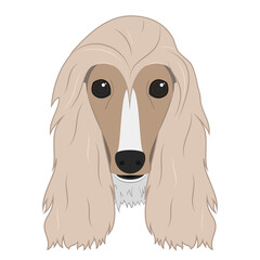 Afghan Hound dog isolated on white background vector illustration