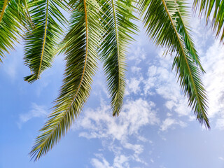 Fototapeta na wymiar Green palm leaves on background a blue sky, close up.