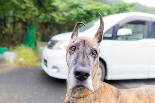グレートデン グレートデーン 超大型犬 gread dane