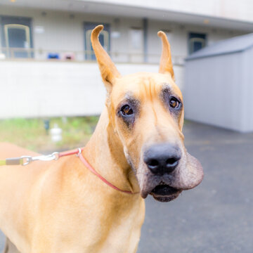 グレートデン グレートデーン 超大型犬 gread dane