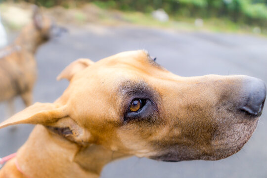 グレートデン グレートデーン 超大型犬 gread dane