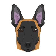 Belgian Sheperd Malinois dog isolated on white background vector illustration