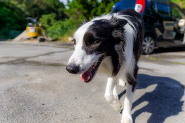 ボーダーコリー 白黒 牧羊犬 犬 border collie スポーツドッグ