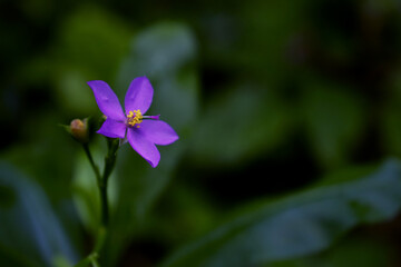 Purple flowers with green background