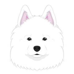 Samoyed dog isolated on white background vector illustration