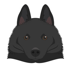 Schipperke dog isolated on white background vector illustration