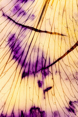 iris petal on the white background