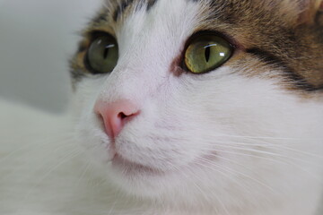  cat facial expression, close up, isolated on white background
