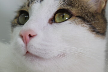  cat facial expression, close up, isolated on white background