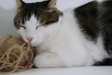 
sleeping cat leaning on a ball of rope. close up
