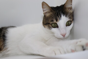  cat facial expression, close up, isolated on white background