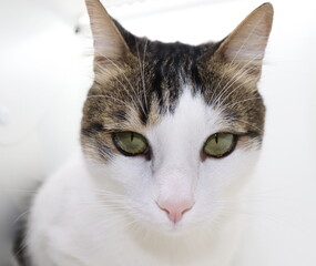  cat facial expression, close up, isolated on white background