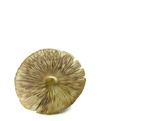Patterns on white mushrooms
 ( Surface )