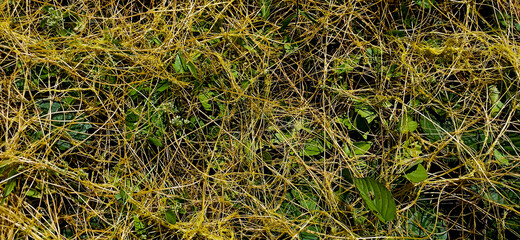 Small yellow vines in the big forest