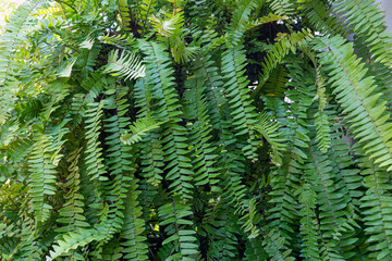 green forest fern petals. fern pattern macro