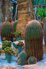 Fototapeta premium Green Cactus are red thorns