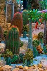 Green Cactus are red thorns