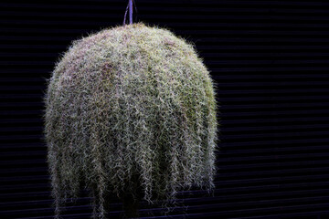 Tillandsia usneoides in the beautiful garden.