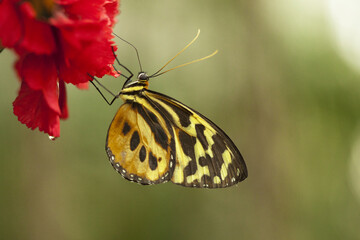 Butterfly sitting on a flower