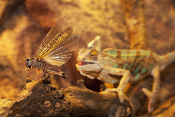 Chameleon quietly hunts grasshoppers on a trunk