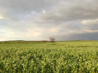 Fototapeta na wymiar Peas in the farming industry. Super giant plant. Flowering in the agricultural countryside. Legume growing under the sun's rays. Lonely tree in the background, horizon and sky with many clouds.